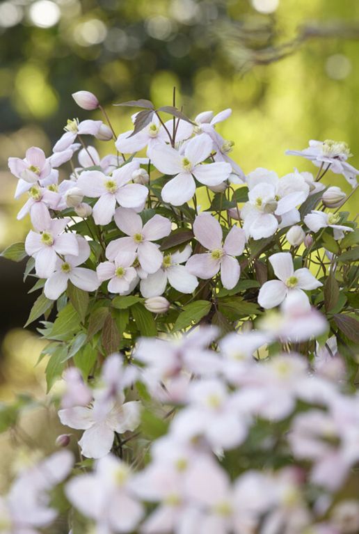 Clematis montana rubens