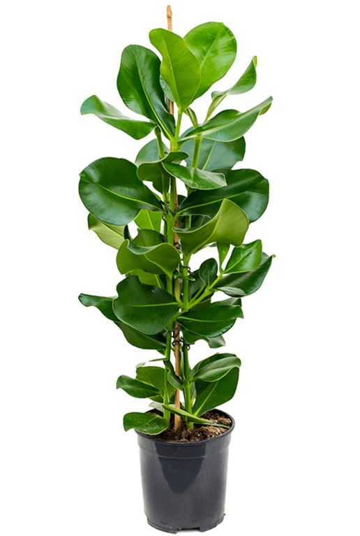 Clusia kamerplant 1