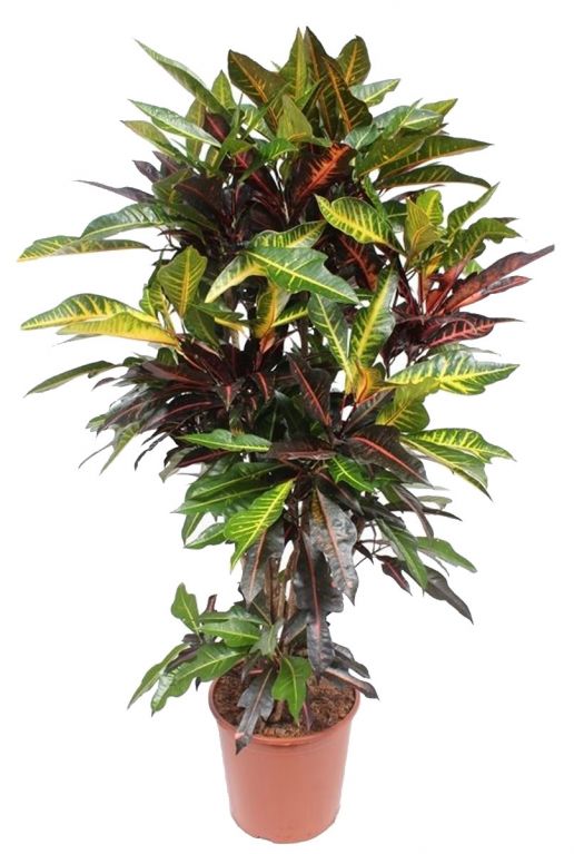 Codiaeum excellent croton