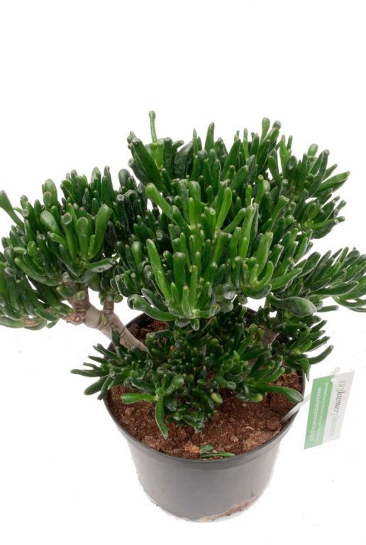 Crassula Hobbit