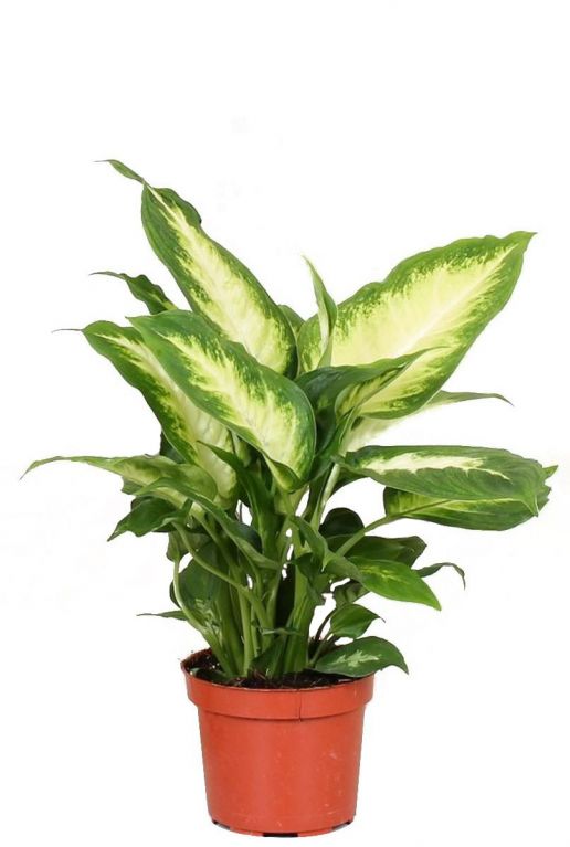 Dieffenbachia camilla 1