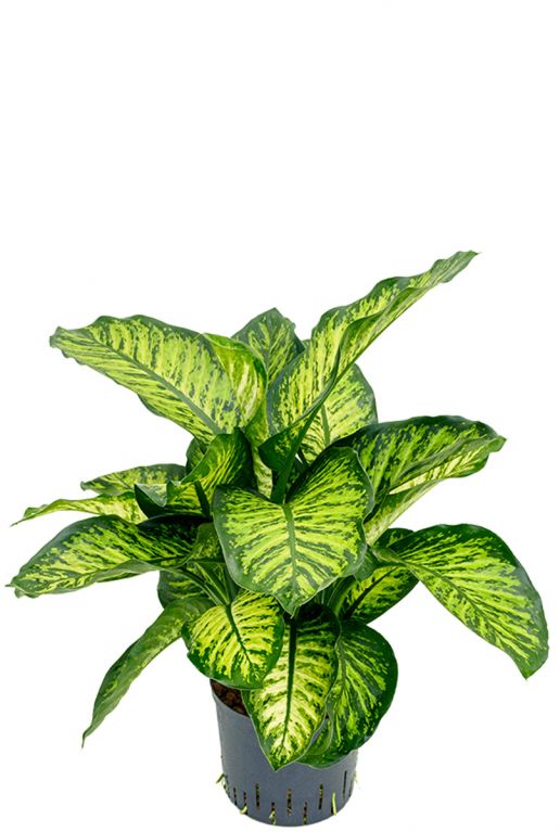 Dieffenbachia maroba