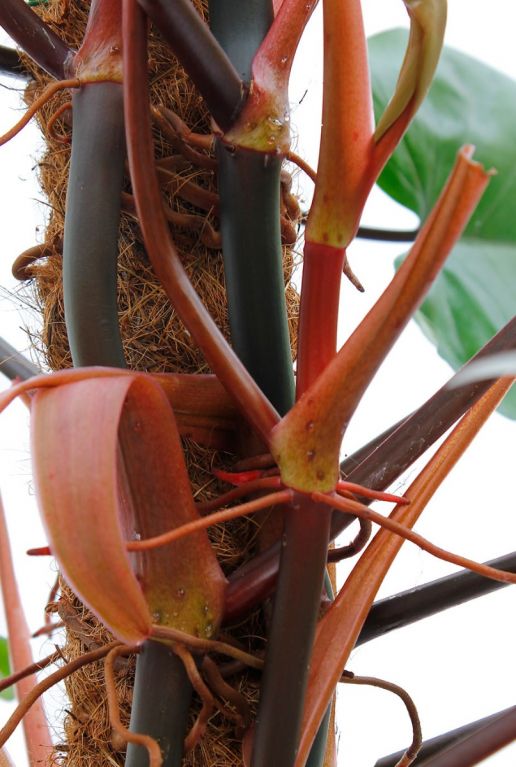 Philodendron Red Emerald