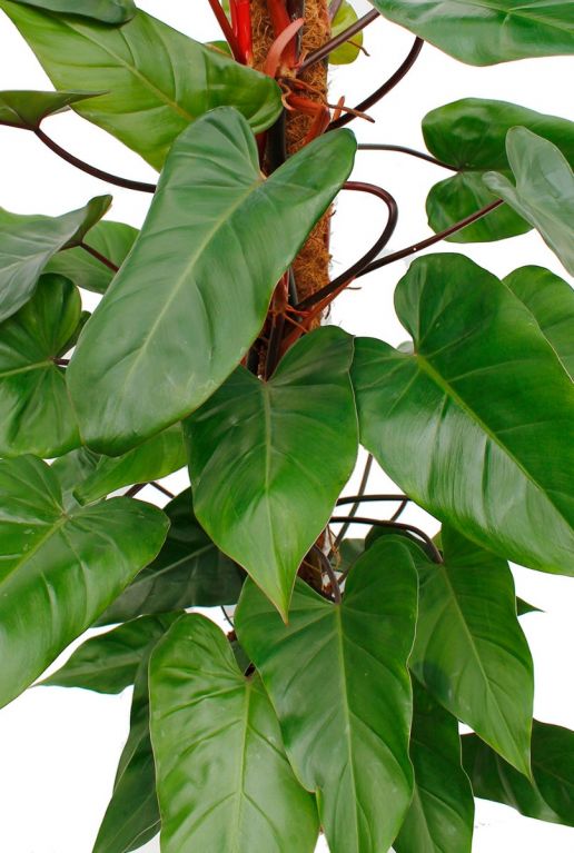 Philodendron Red Emerald