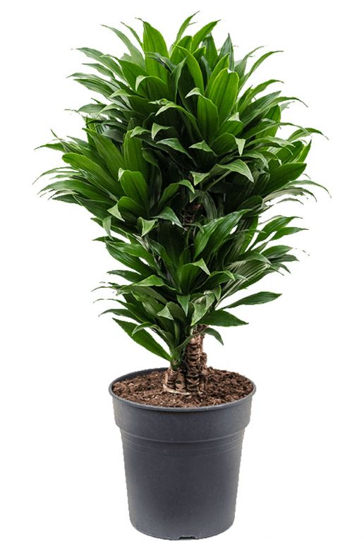 Dracaena-compacta