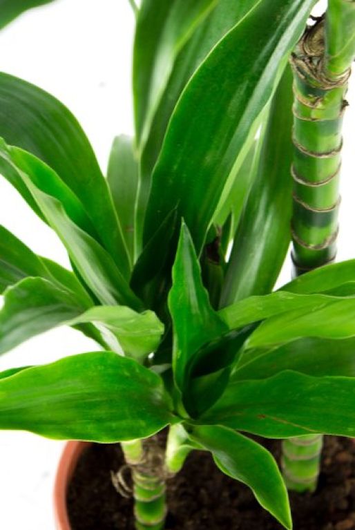 Dracaena Janet Craig