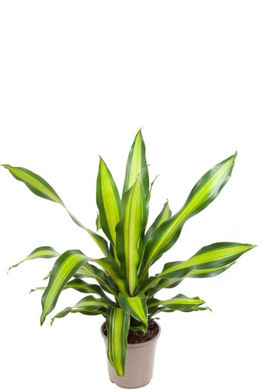 Dracaena burley