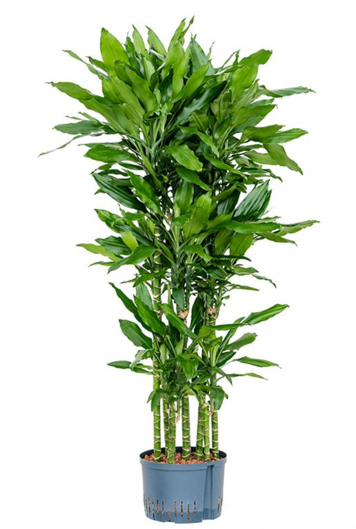 Dracaena burundii