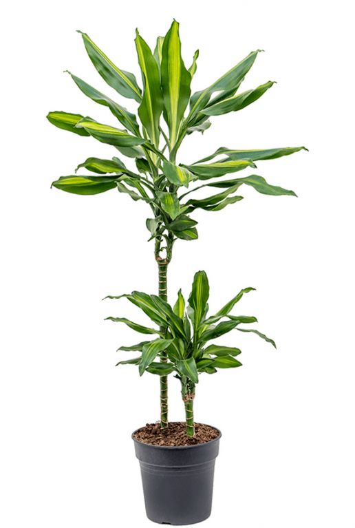 Dracaena cintho 3