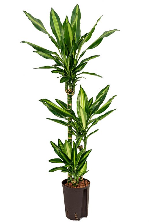 Dracaena cintho hydrocultuur