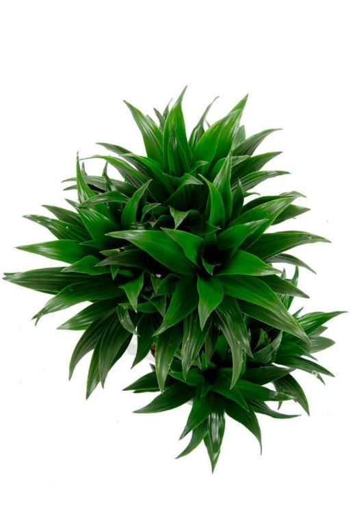 Dracaena compacta 1