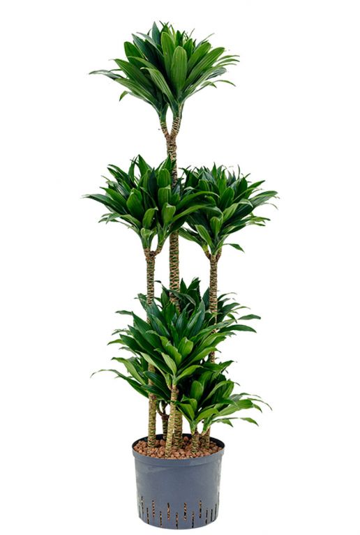 Dracaena compacta 4