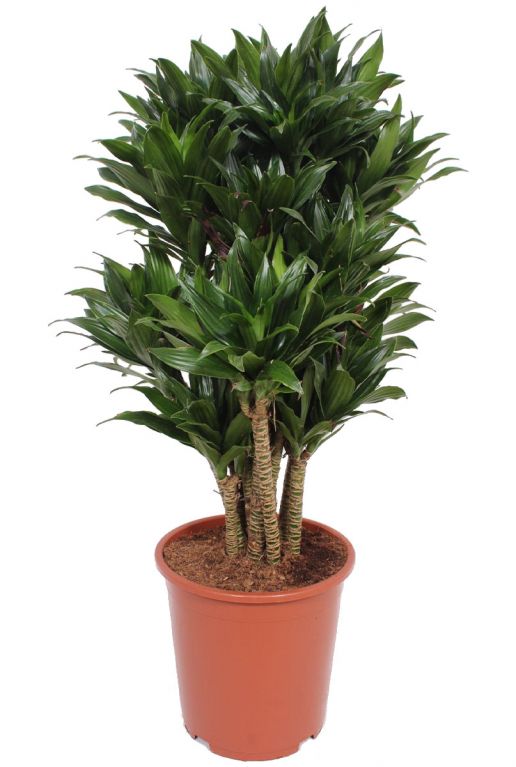 Dracaena compacta stammen