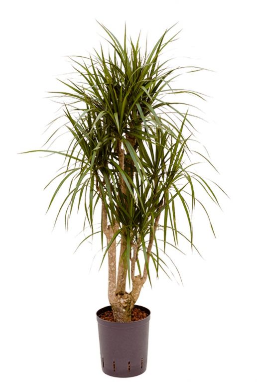 Dracaena marginata hydrocultuur