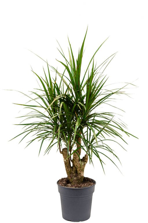 Dracaena marginata stam