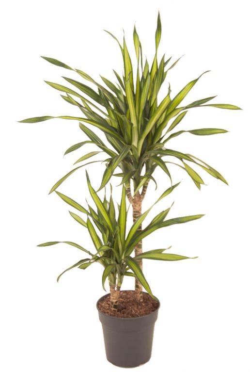 Dracaena riki 2