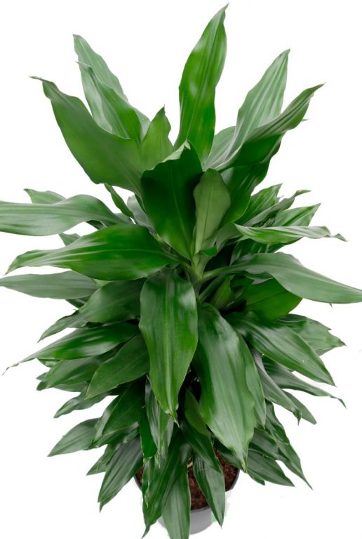 Dracaena Janet Lind