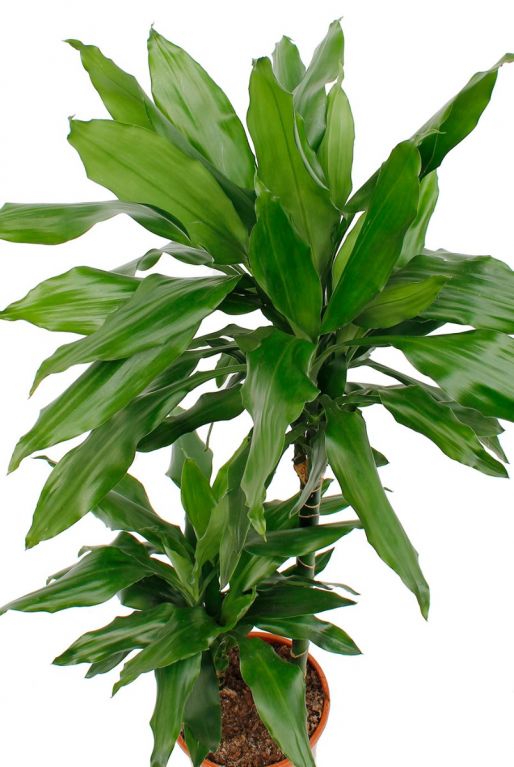 Dracaena plant met gekrulde groene bladeren