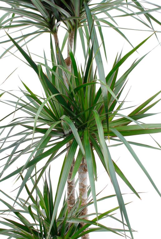 Dracaena Marginata drakenbloedboom met 3 stammen