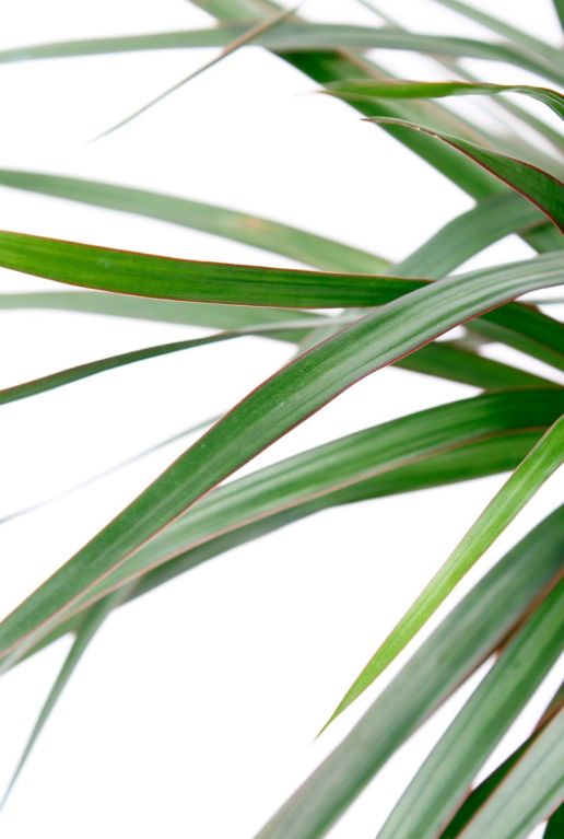 Dracaena groen blad met rode randjes