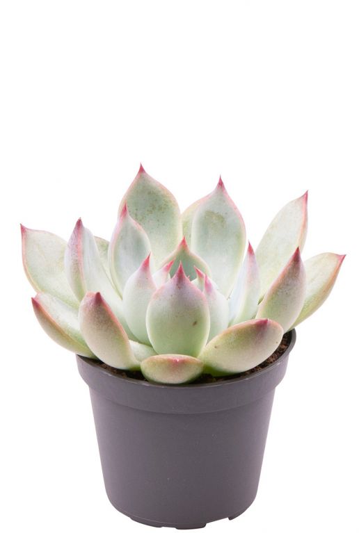 Echeveria parva