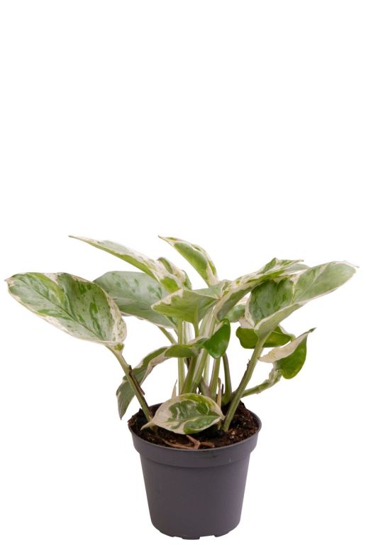 Epipremnum aureum njoy