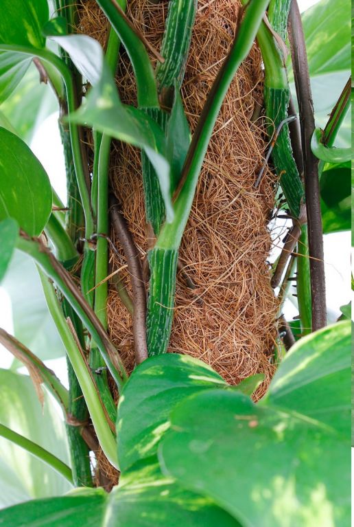 Klimplant Epipremnum scindapsus mosstok bij 123planten