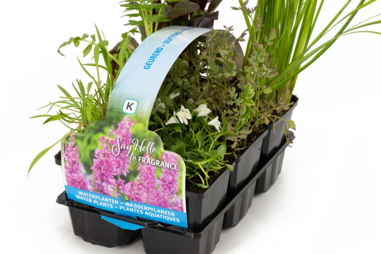 Plantes aquatiques parfumées en pack de six