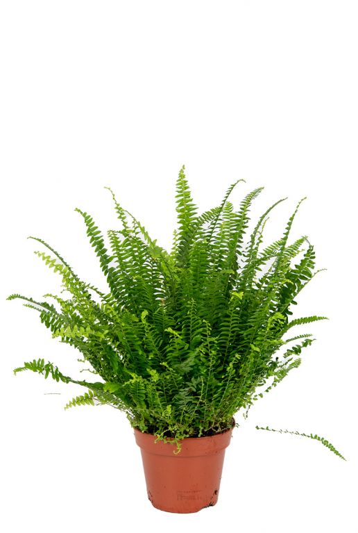 Nephrolepis Green Lady