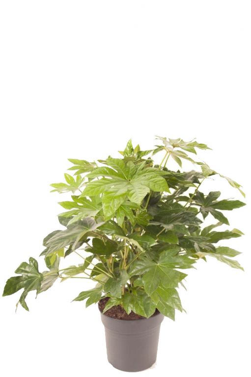 Fatsia kamerplant