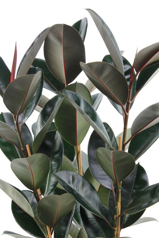 Ficus met donker groen en rode bladeren