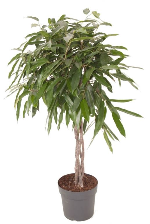 Ficus Amstel King