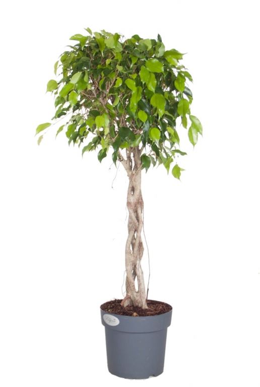 Ficus Exotica