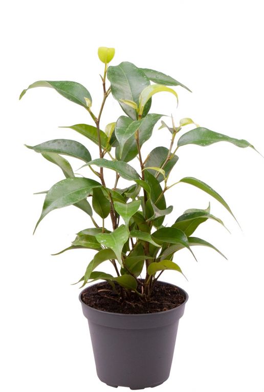 Ficus benjamina natasja