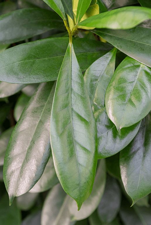 Ficus cyathistipula feuille