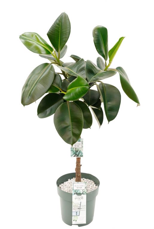 Ficus makana 1