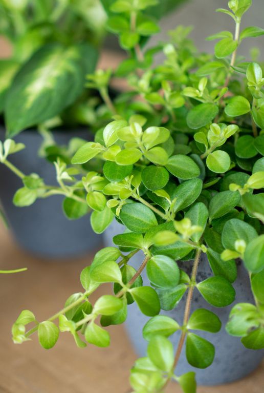 Groene kamerplant 1