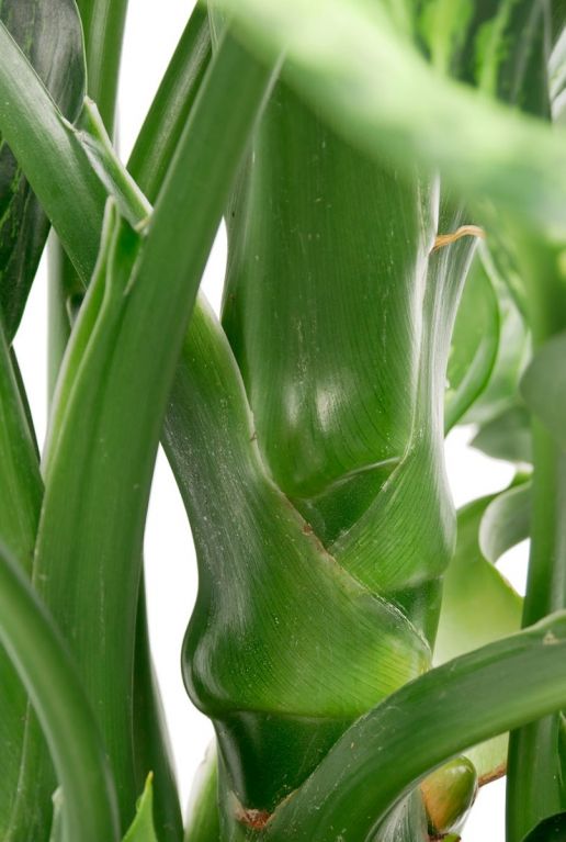 Dieffenbachia maroba