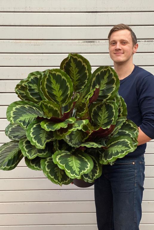 Grote calathea medallion