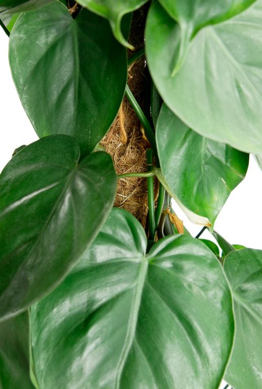 Plante d'intérieur sur un bâton de mousse