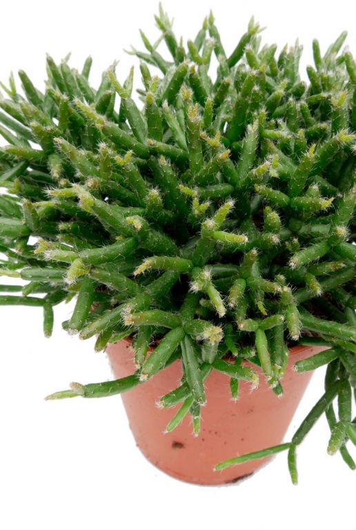 Rhipsalis burchellii 