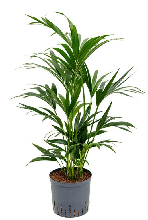 Kentia howea hydrocultuur