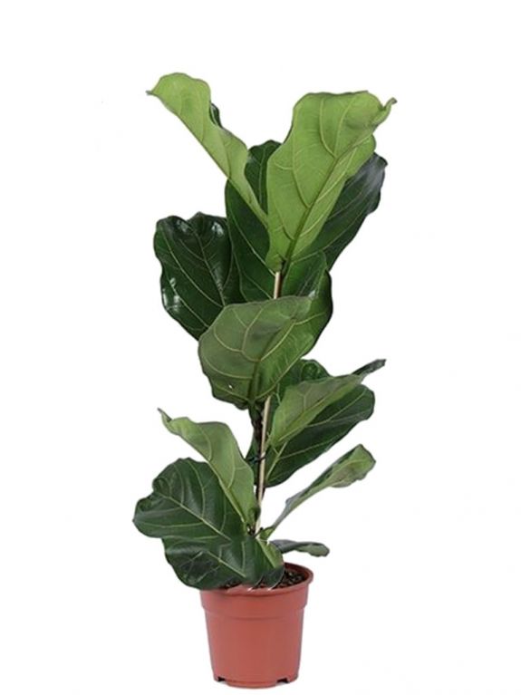 Kleine ficus lyrata