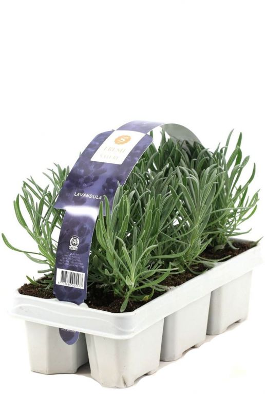 Lavandula angustifolia tuinplant