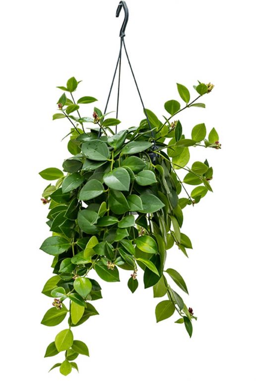 Lipstickplant hangplant