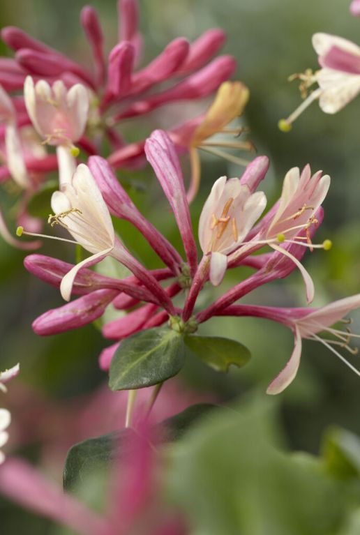 Lonicera goldflame