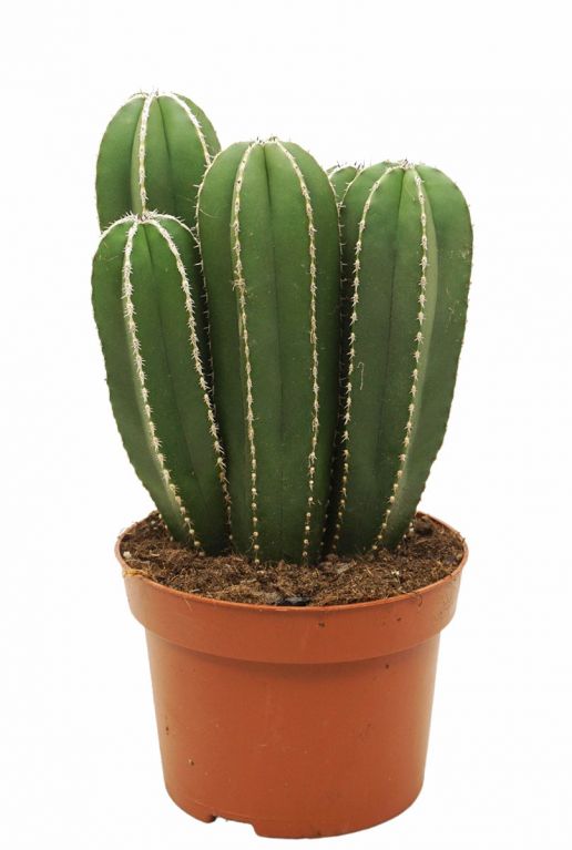 Marginatocereus cactus