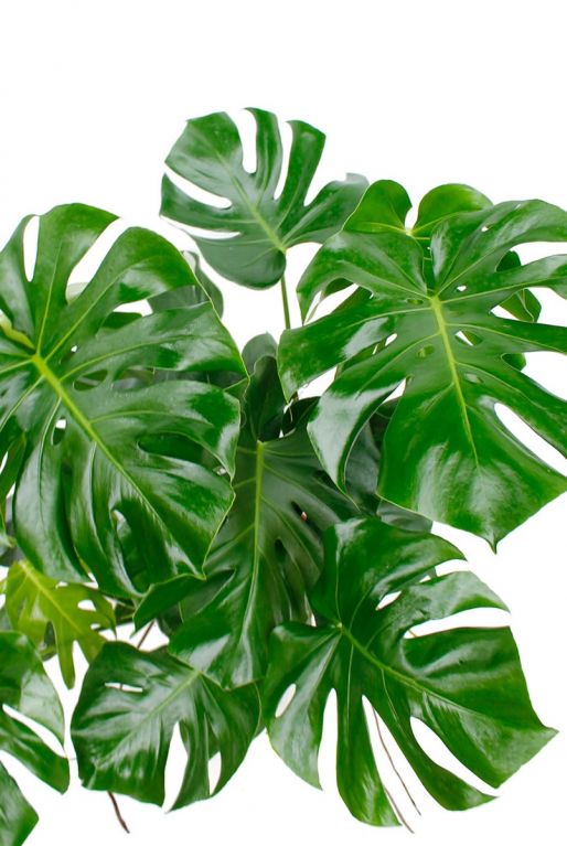 Philodendron Monstera kamerplant frisse groene bladeren 