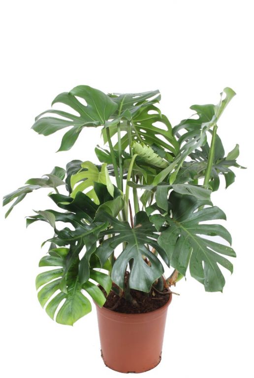 Monstera gatenplant