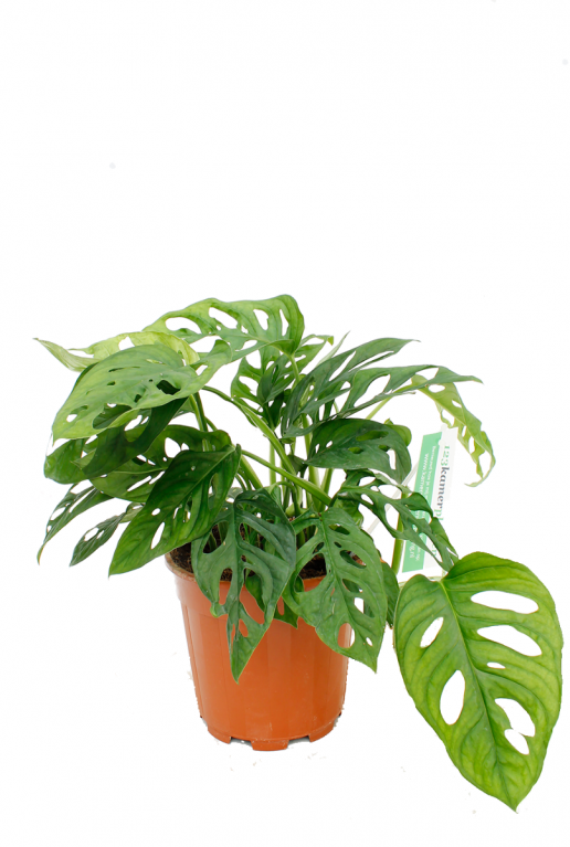 Monstera Adansonii